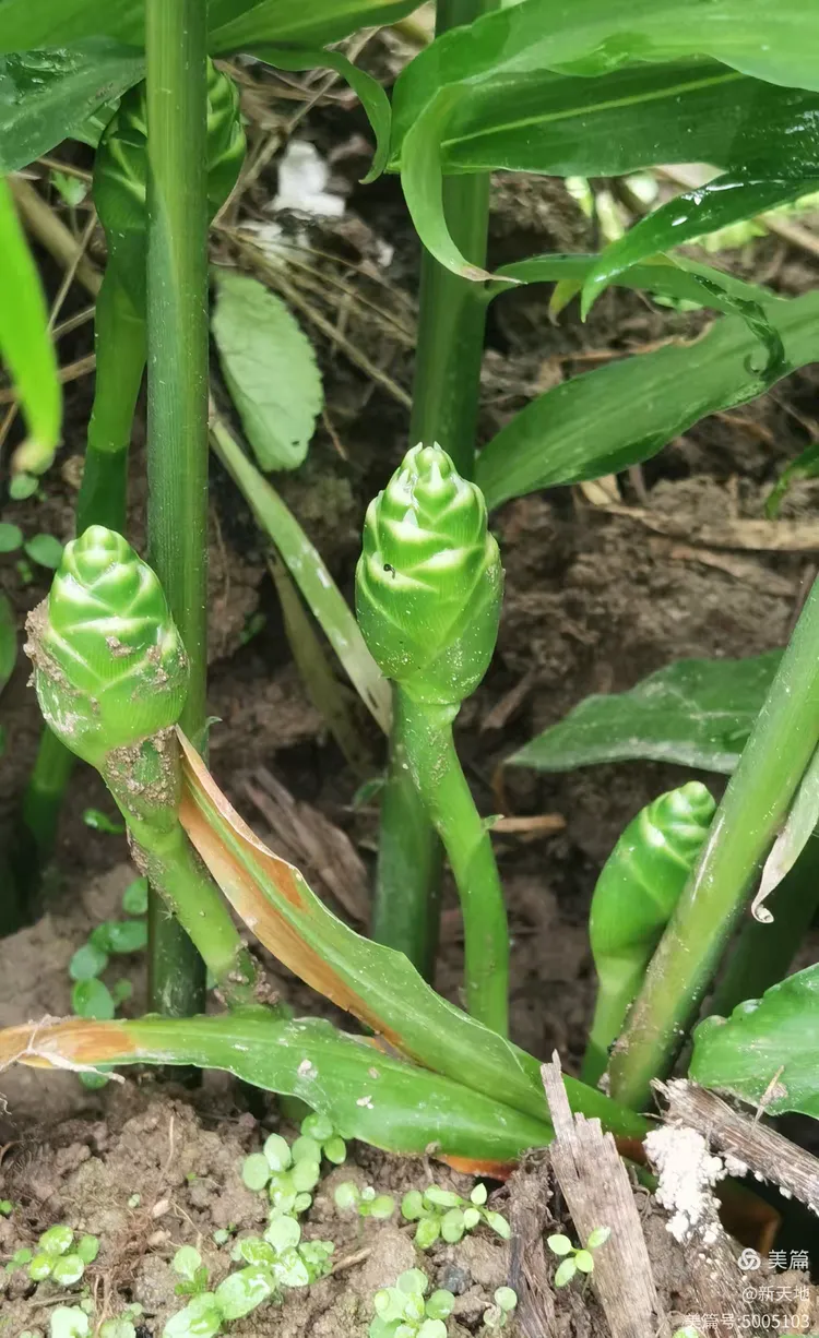 植物观赏 生姜开花